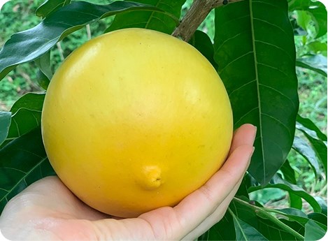 Cách sử dụng vú sữa đúng cách để giữ hương vị tốt