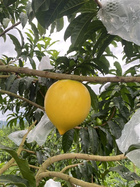 Thu hoạch đúng độ