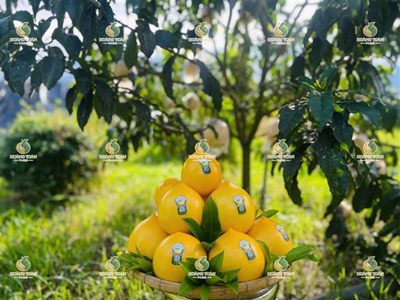 CHẠY ĐUA TỪNG NGÀY – HOÀNG TOÀN FARM  SẴN SÀNG CHO LỨA QUẢ MỚI