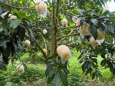 ĐẤT MỚI, HÀNH TRÌNH MỚI: HOÀNG TOÀN FARM MỞ RỘNG VÙNG TRỒNG VÚ SỮA CHẤT LƯỢNG CAO