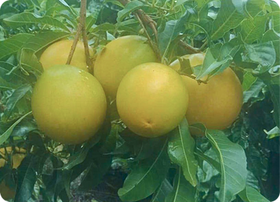 Thu hoạch đúng độ