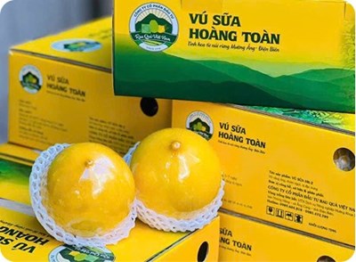 Dấu hiệu nhận biết vú sữa ngon khi chọn mua