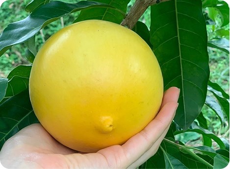 Cách sử dụng vú sữa đúng cách để giữ hương vị tốt