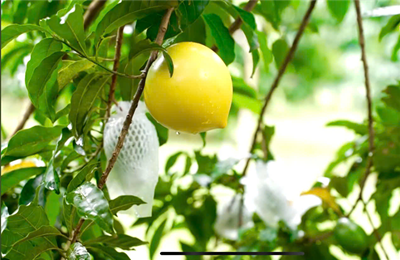 Cách nhận biết vú sữa chín tự nhiên