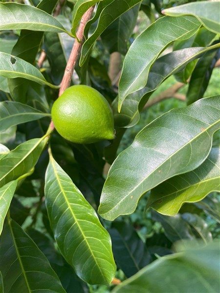 Hoàng Toàn Farm: Hành trình xây dựng thương hiệu nông sản sạch từ những trái ngọt đạt chất lượng cao 