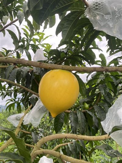 Thu hoạch đúng độ