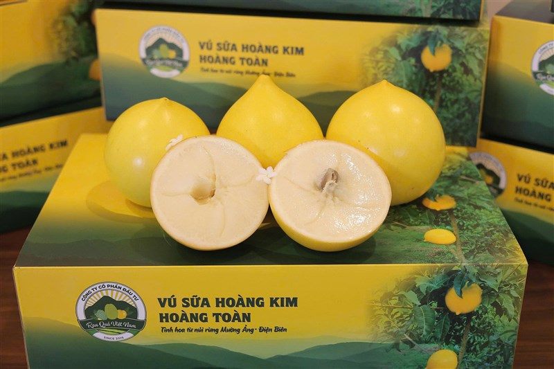 Sự thật bất ngờ: Điều làm nên vị ngọt của Vú Sữa Hoàng Toàn 