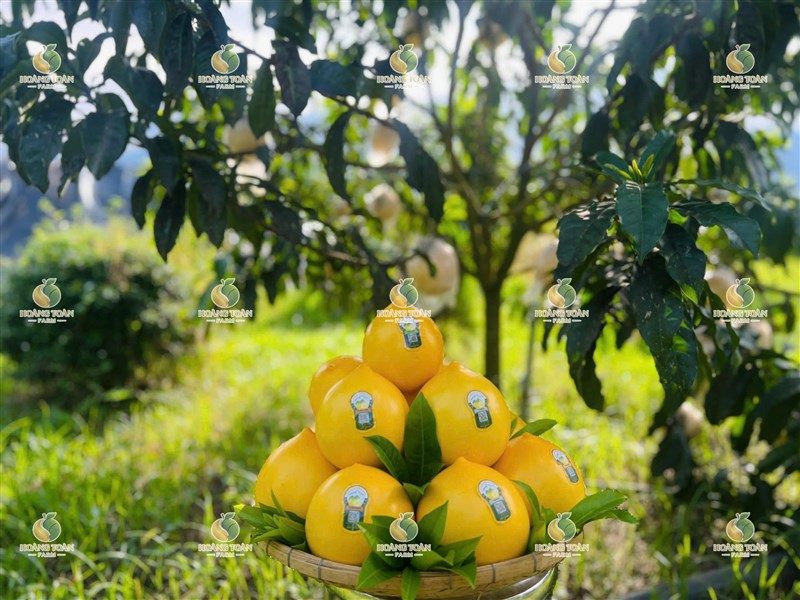CHẠY ĐUA TỪNG NGÀY – HOÀNG TOÀN FARM  SẴN SÀNG CHO LỨA QUẢ MỚI