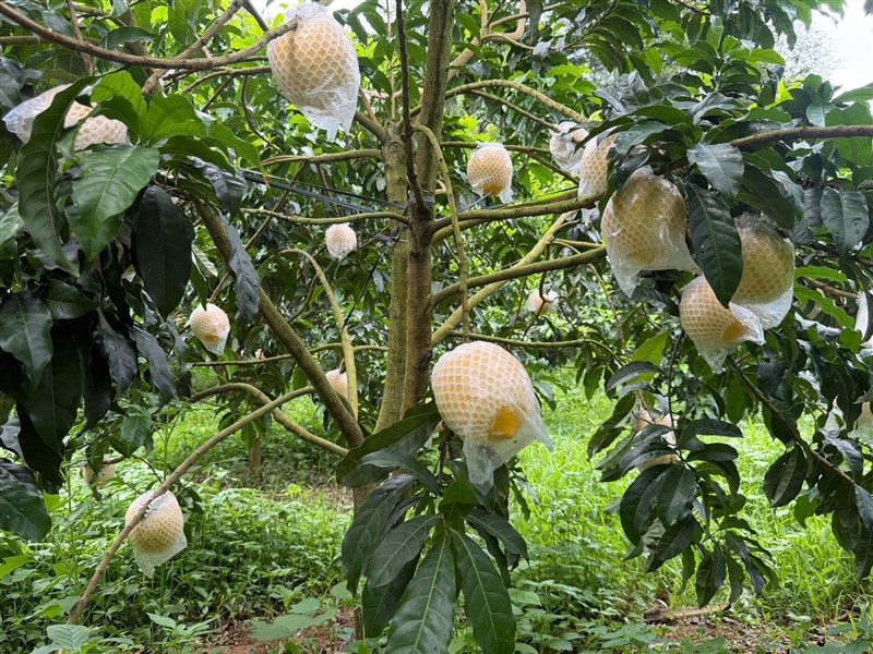 ĐẤT MỚI, HÀNH TRÌNH MỚI: HOÀNG TOÀN FARM MỞ RỘNG VÙNG TRỒNG VÚ SỮA CHẤT LƯỢNG CAO