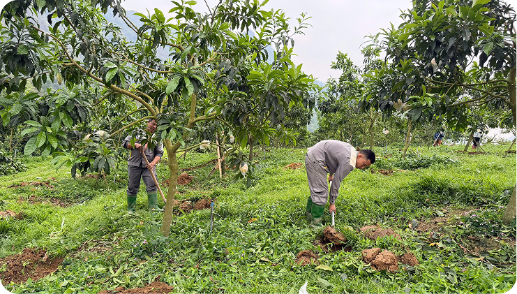 Tham quan vú sữa Hoàng Kim (HK-2)  của Hoàng Toàn Farm tại Mường Ảng, Điện Biên