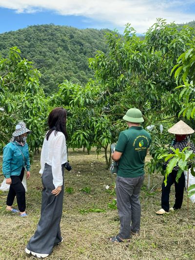 Tham quan vú sữa Hoàng Kim (HK-2)  của Hoàng Toàn Farm tại Mường Ảng, Điện Biên
