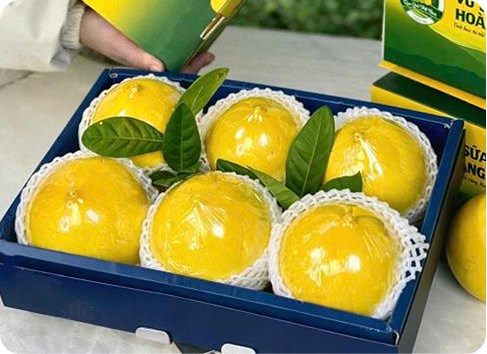 Vú sữa Hoàng Kim tiêu chuẩn 