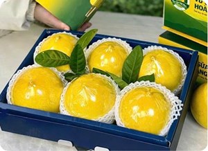 Vú sữa Hoàng Kim (HK-2) 