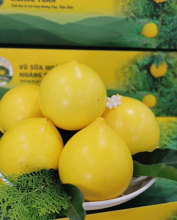 Vú sữa Hoàng Toàn Premium (Cao cấp)