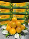 Vú sữa Hoàng Toàn Tuyển chọn (Loại 1)